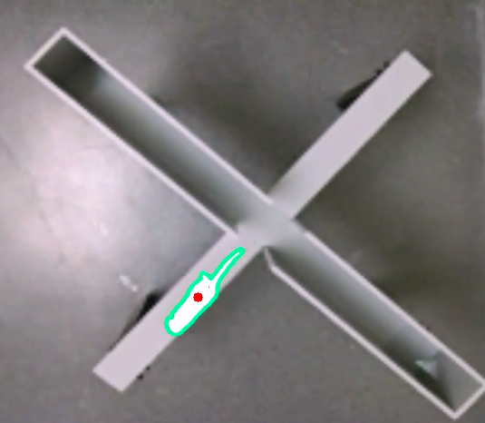 Tracked mouse in maze