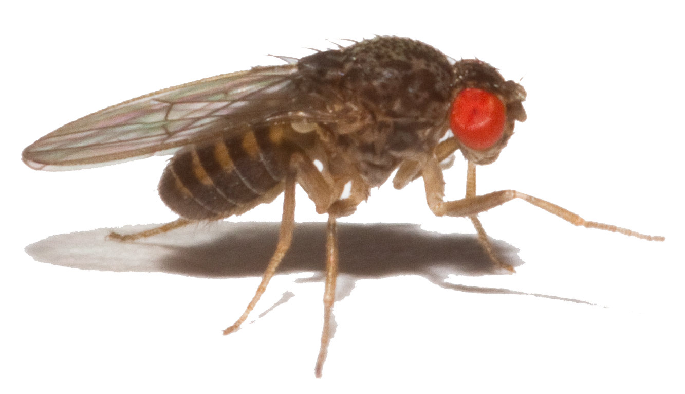 Drosophila