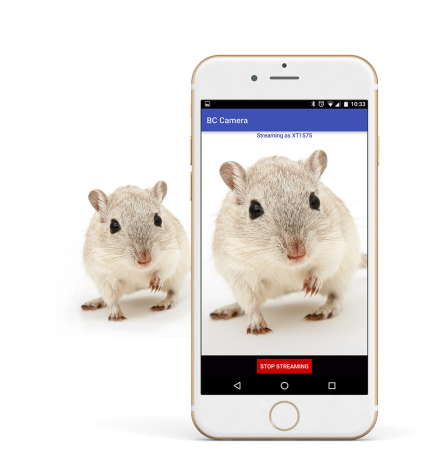Mobile phone streaming video of a rodent