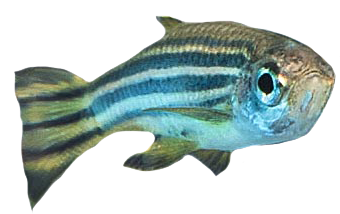 Zebrafish