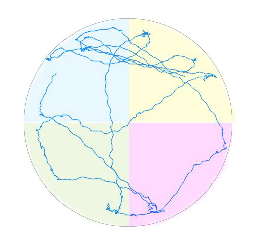 rodent path through water maze